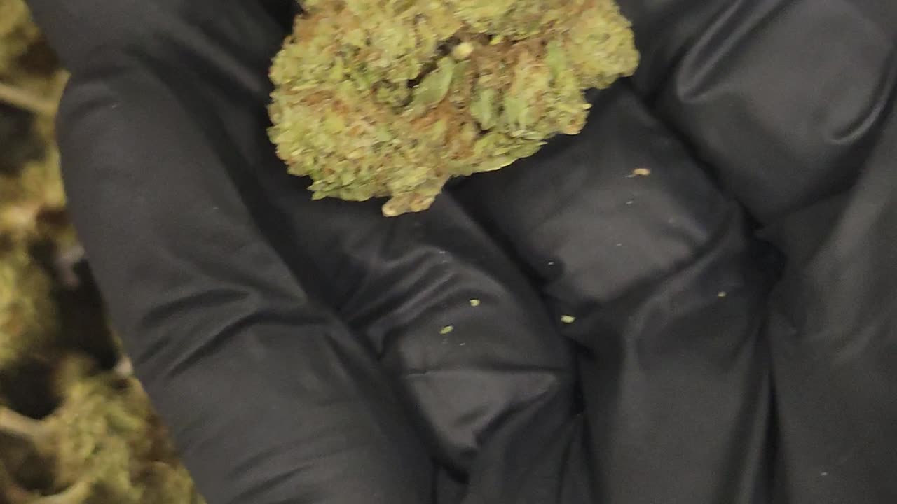 Grandaddy THC Flower