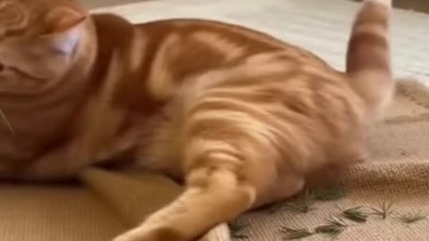 🐱🎄 My Cat Tried to Climb the Christmas Tree… I Knew This Would Happen 😂✨