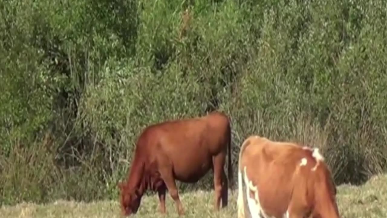 cow