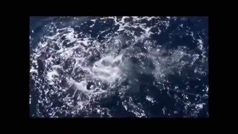 Big shark caught while snapper fishing