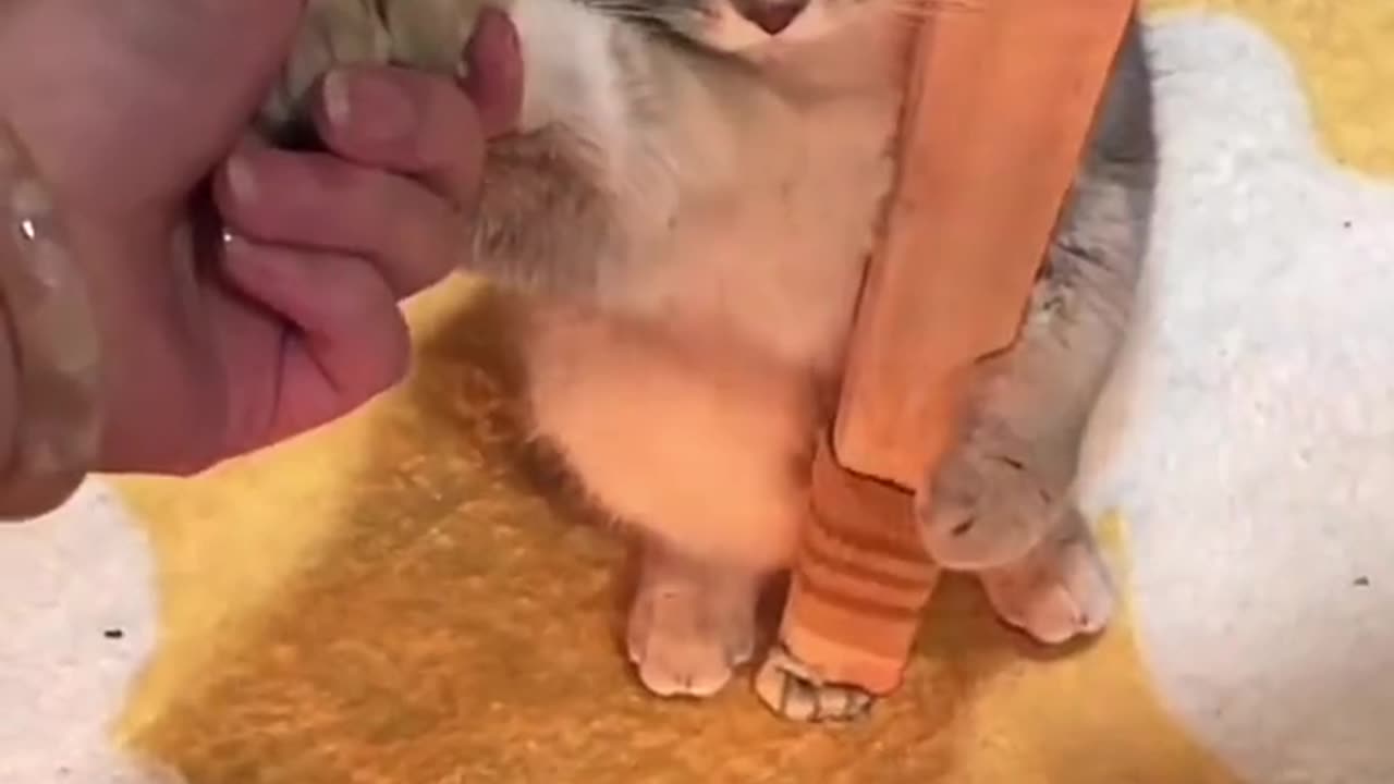 Cat holding onto a pillar