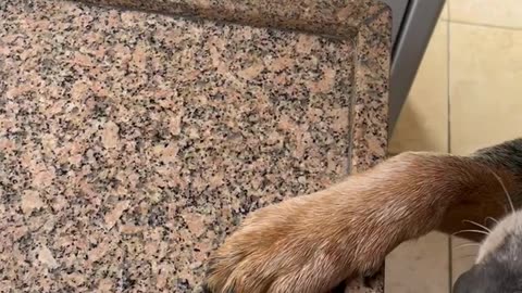 Dog Doesn't Like When the Squeegee is Used
