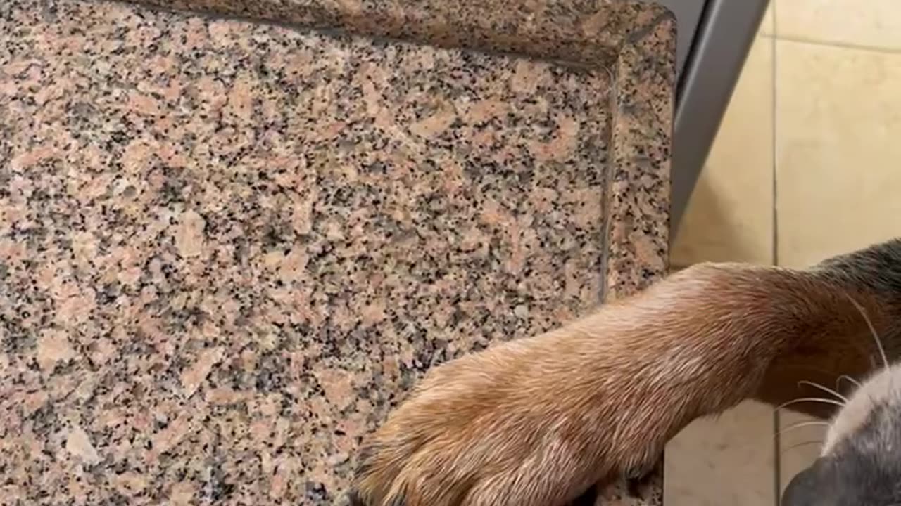 Dog Doesn't Like When the Squeegee is Used