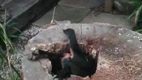Determined Pup Explores Hollow Tree Stump