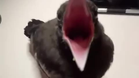 Future opera soprano