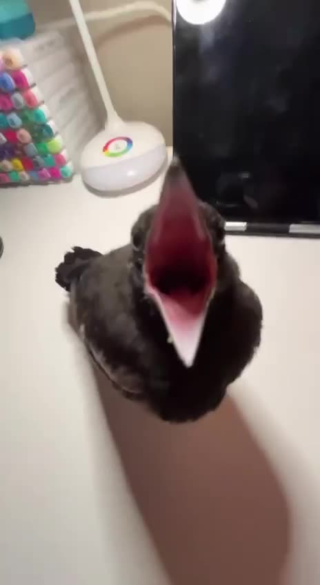 Future opera soprano