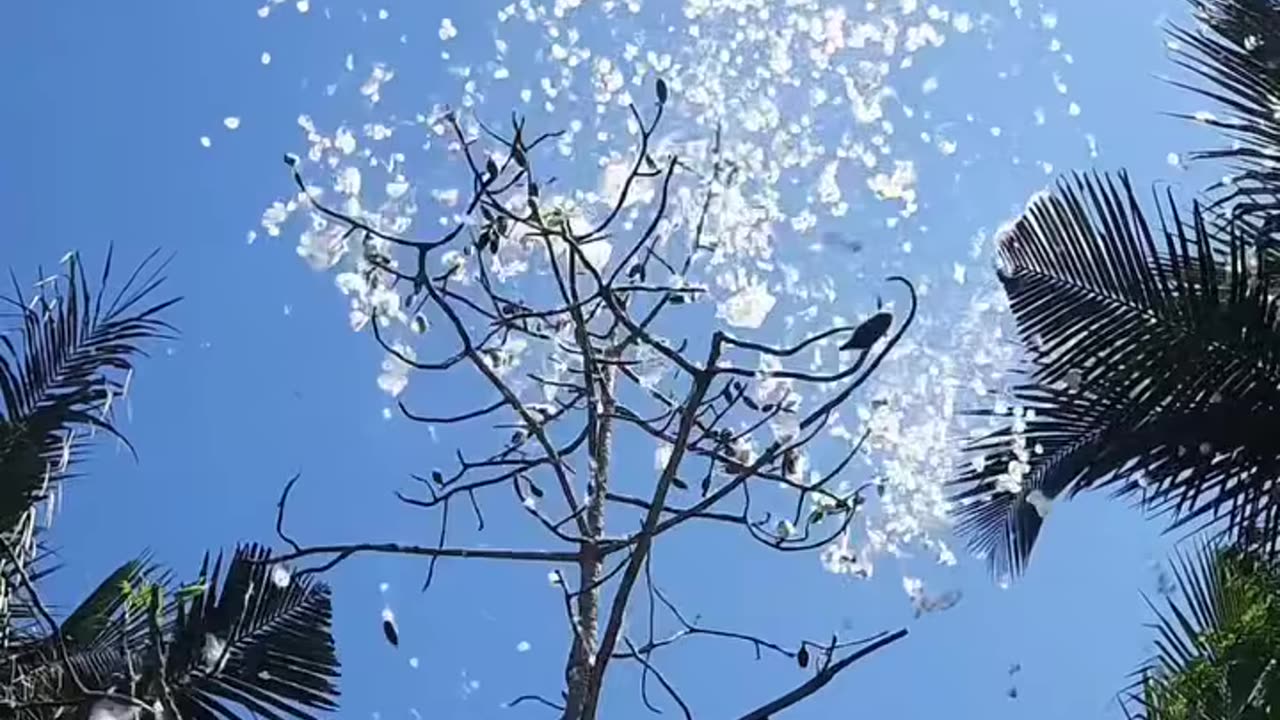 Sweet Video | মিষ্টি ভিডিও