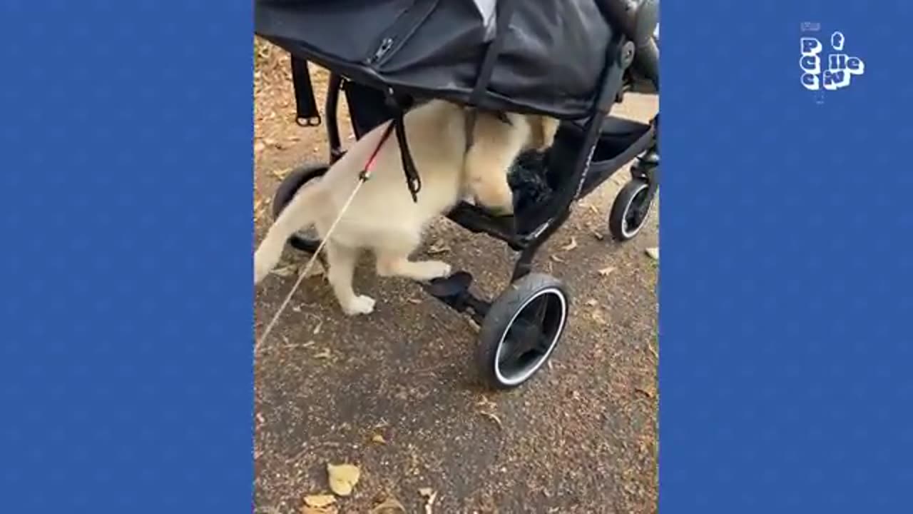Funniest dog videos ever