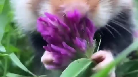 Mouse model