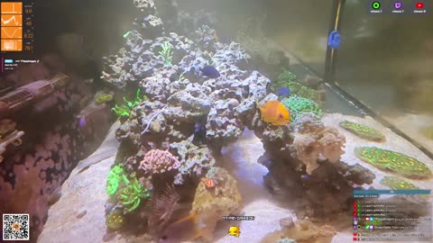 24/7 Real Live Reef Stream
