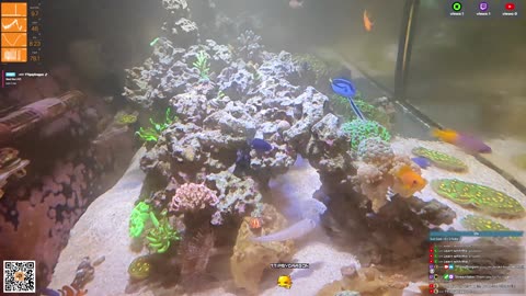 24/7 Real Live Reef Stream