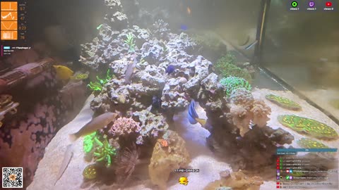 24/7 Real Live Reef Stream