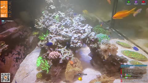 24/7 Real Live Reef Stream