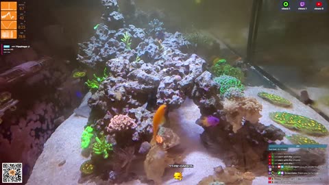 24/7 Real Live Reef Stream