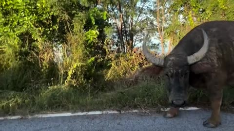 Biker Encounters Protective Water Buffalo Family