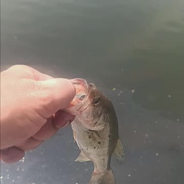 Largemouth bass