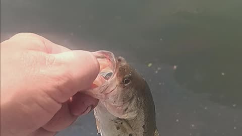 Largemouth bass