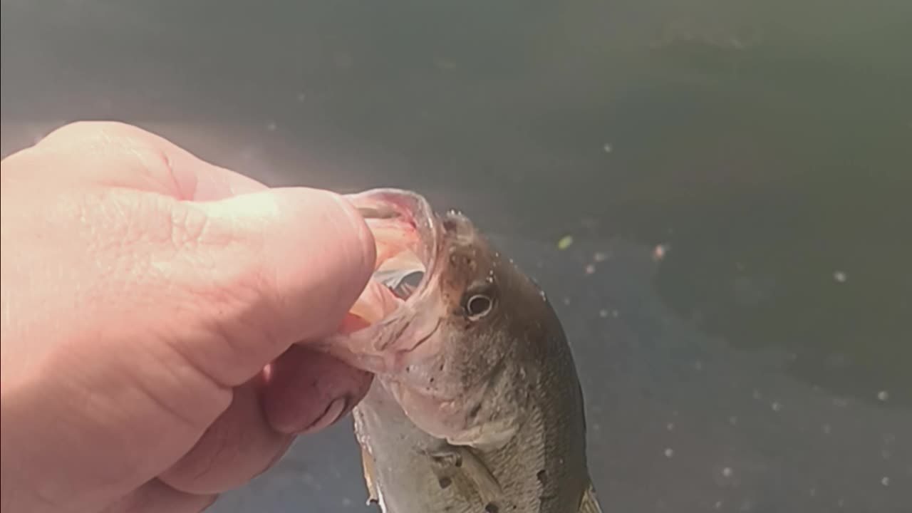 Largemouth bass