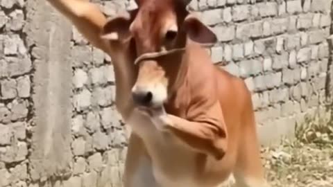 haw possible🤔caw dance | ai video #ai #viralshorts