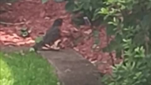 Robin eating.
