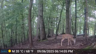 The Woods – 09/07/2025