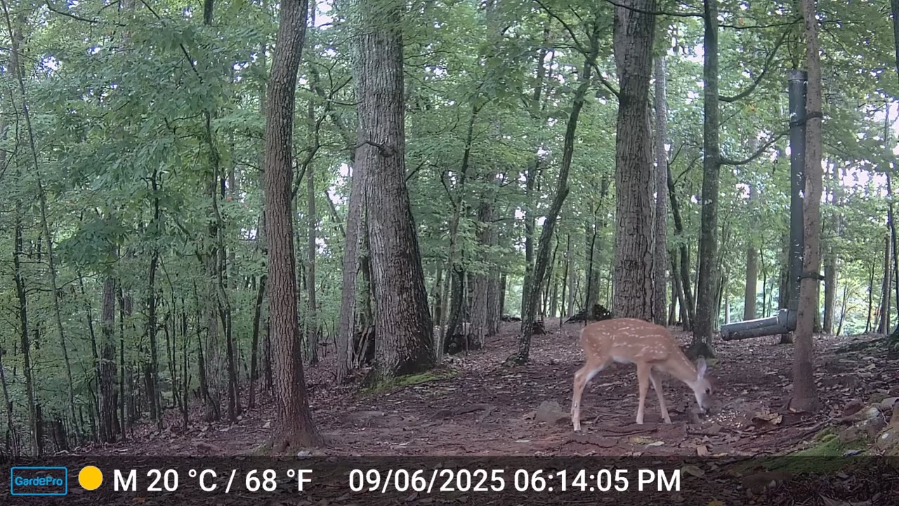 The Woods – 09/07/2025