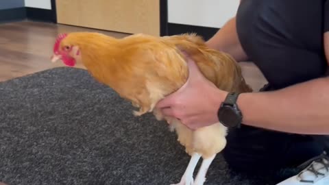 Chicken with Leg Pain