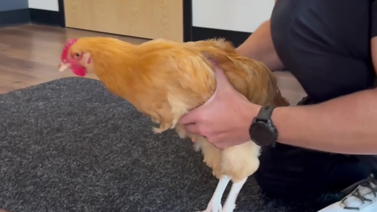 Chicken with Leg Pain
