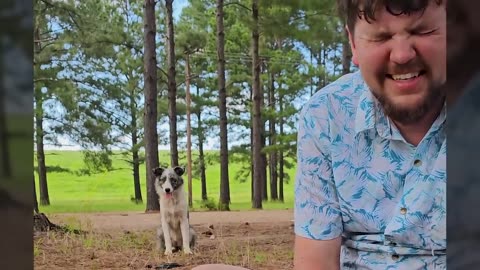 Border Collie Mama and puppies abandoned in the Forest
