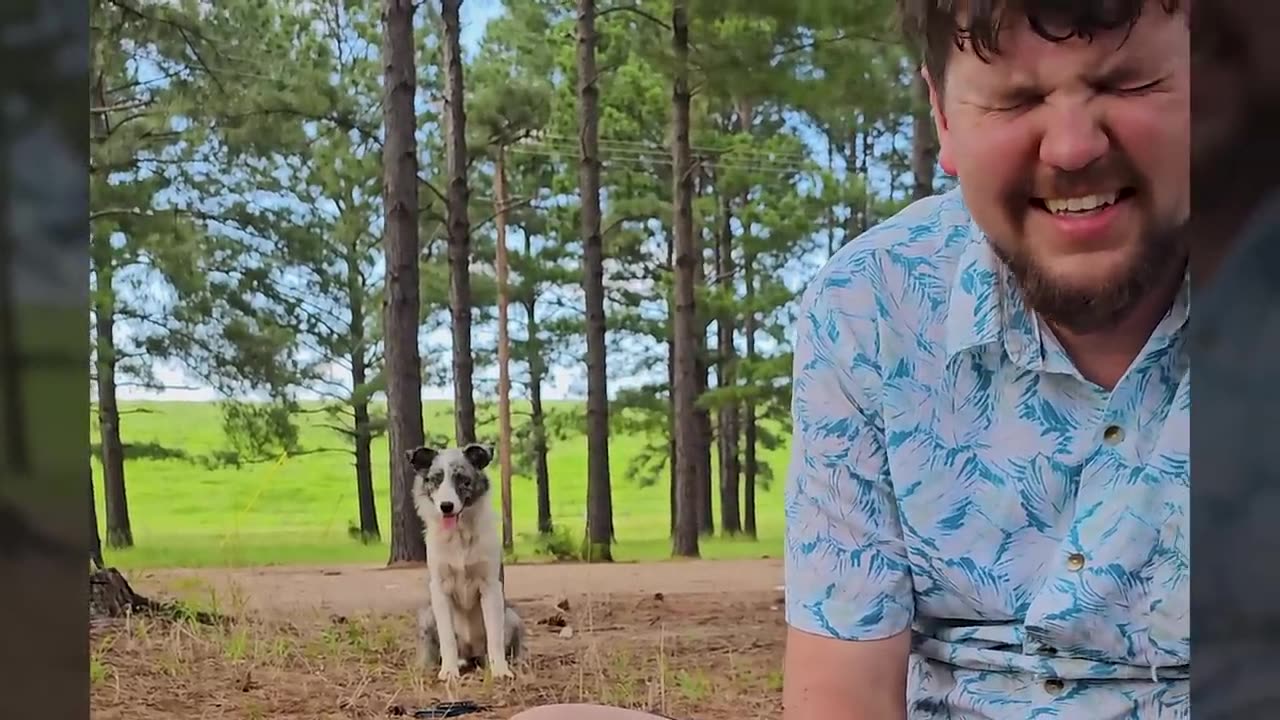 Border Collie Mama and puppies abandoned in the Forest