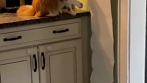 cat funny fail video