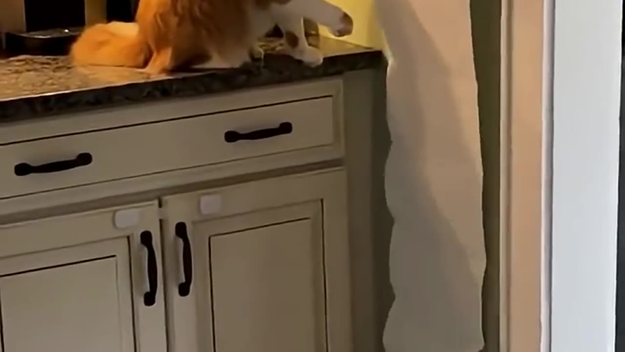 cat funny fail video