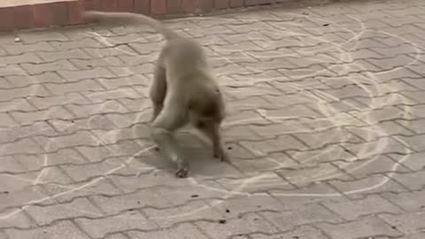 How to make tik tok funny shorts viral video