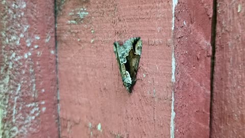 Baltimore Bomolocha