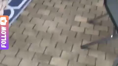 Nothing But Dog Fails