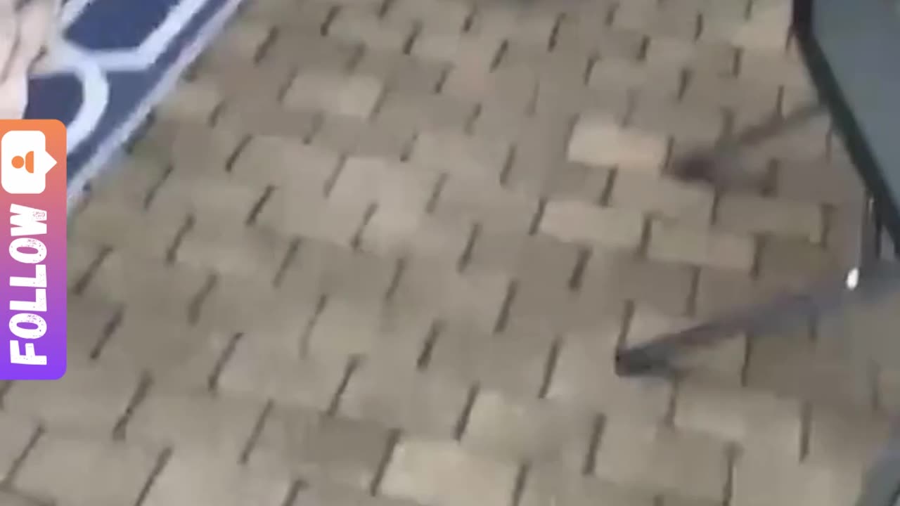 Nothing But Dog Fails