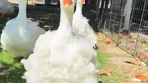 🦢🤩 You Won't Believe How Fancy These Geese Look! | FunFM