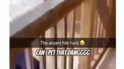 Incredible: dogs being idiots part 421 #funny #funnydogs #pets #funnypets #petvi