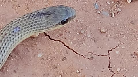 Ground Snake