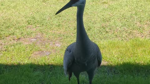 Coffee Cat and the sand hill cranes