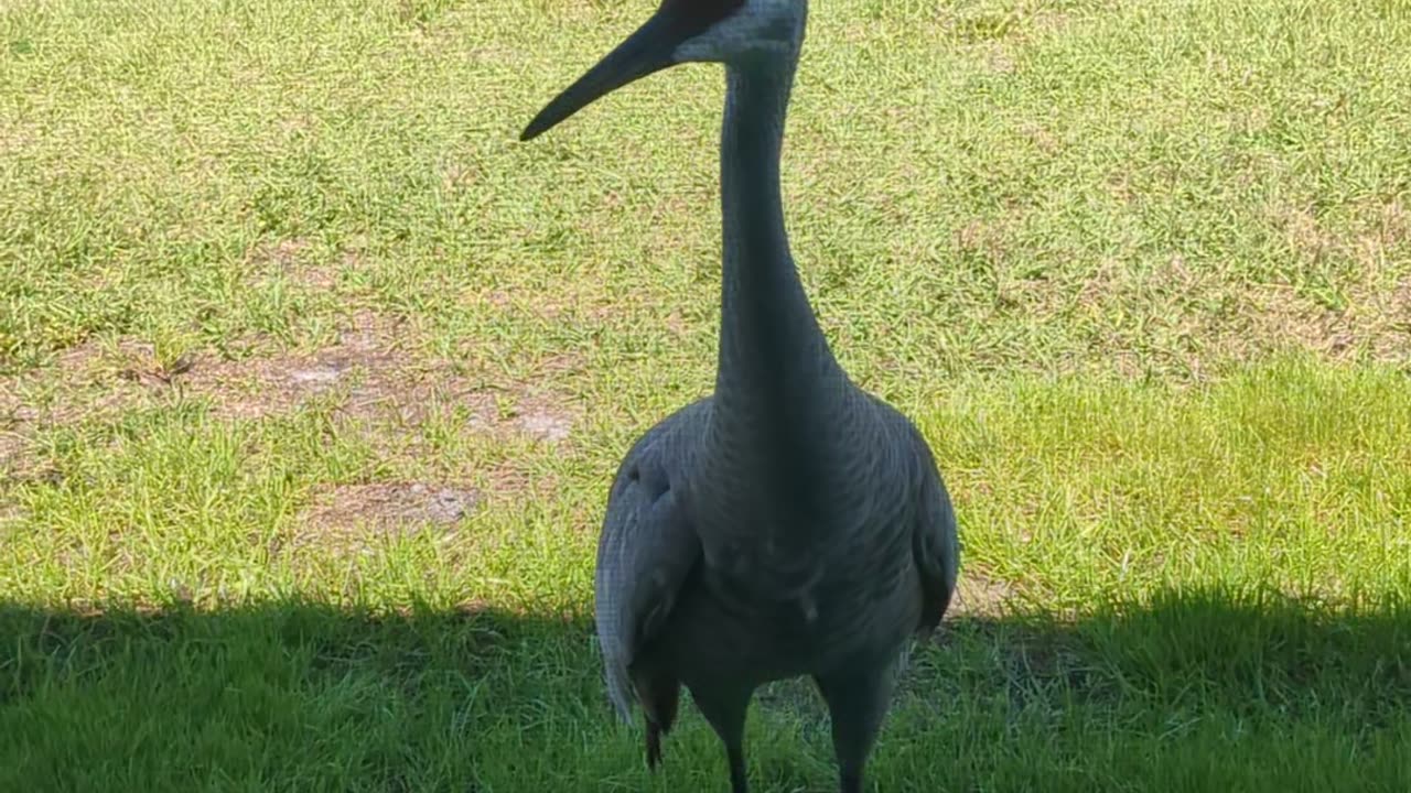 Coffee Cat and the sand hill cranes