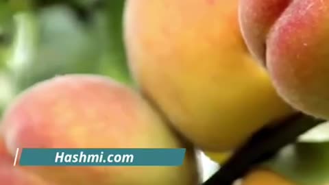 Benefits of Peach in Summer