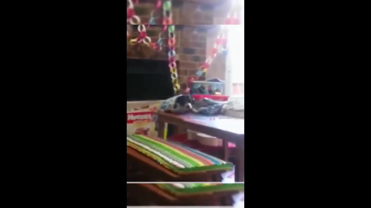 happy animals vidio