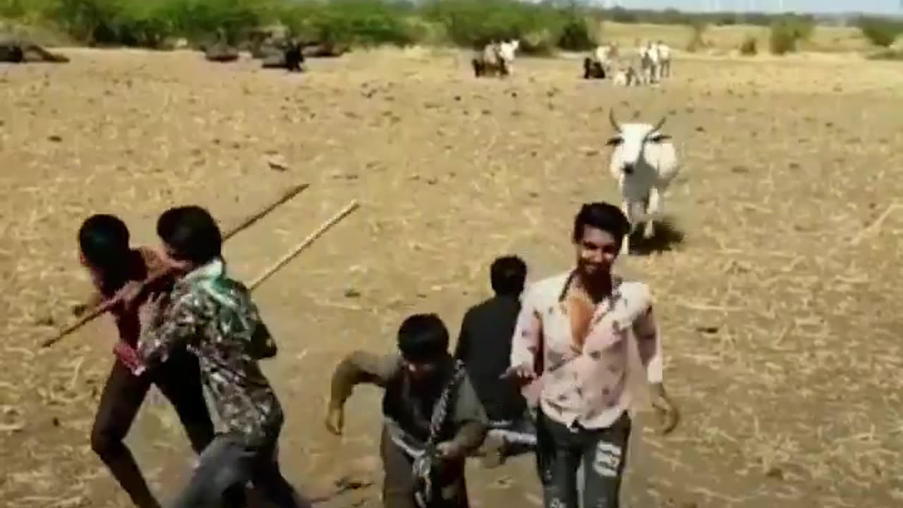 Family Cow
