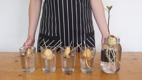 Growing Avocados from Seeds