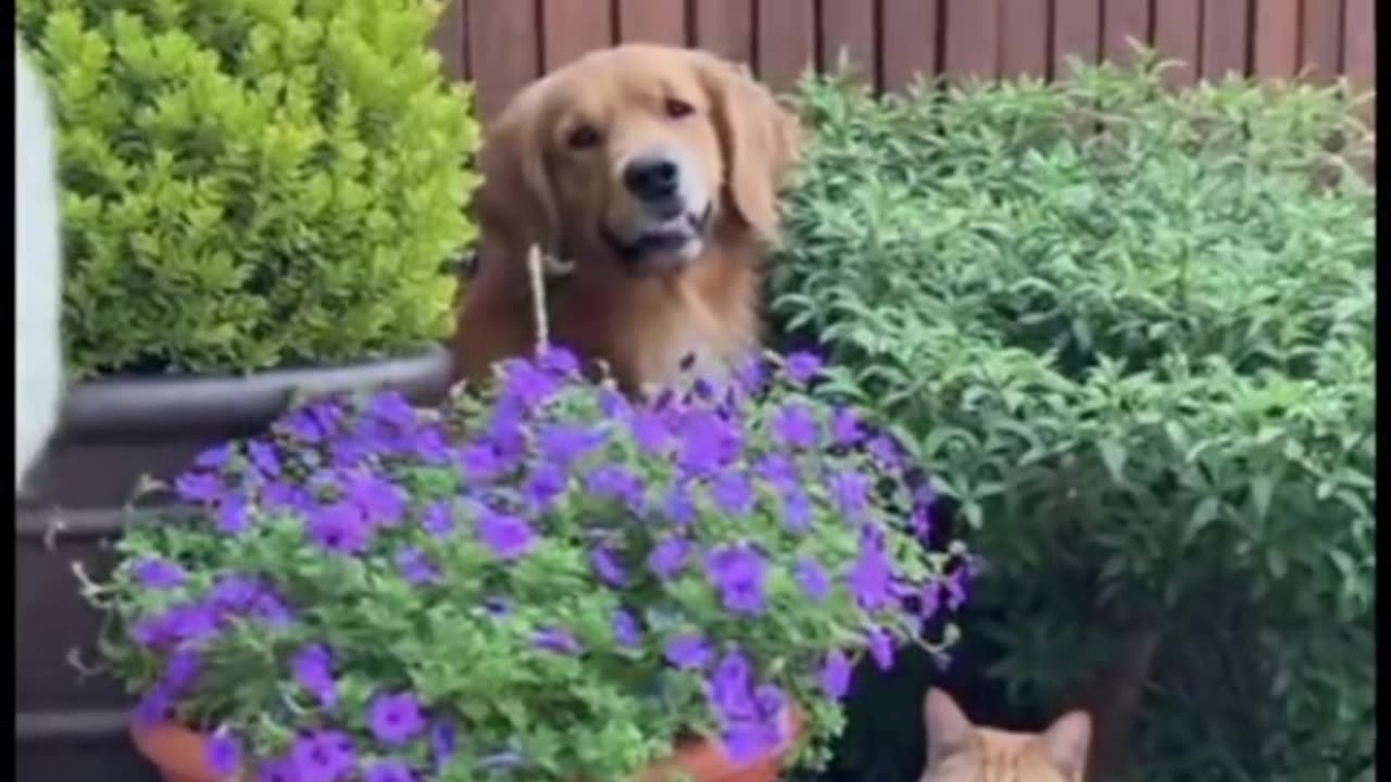 funny videos