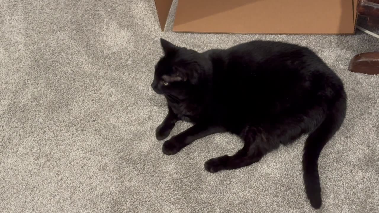 Cute Precious Piper Guards Her New Box - My Adopted Shelter Cat Vlog