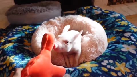 😂🦖 Battling Her Dinosaur Toy is HILARIOUS! | FunFM