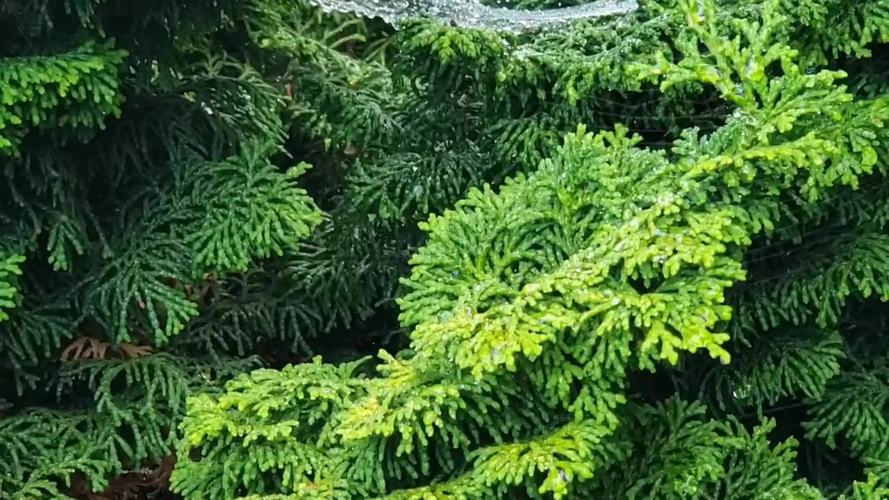 Following a melody.