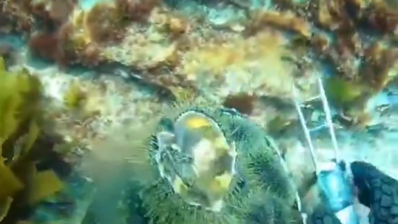 Urchin Treats